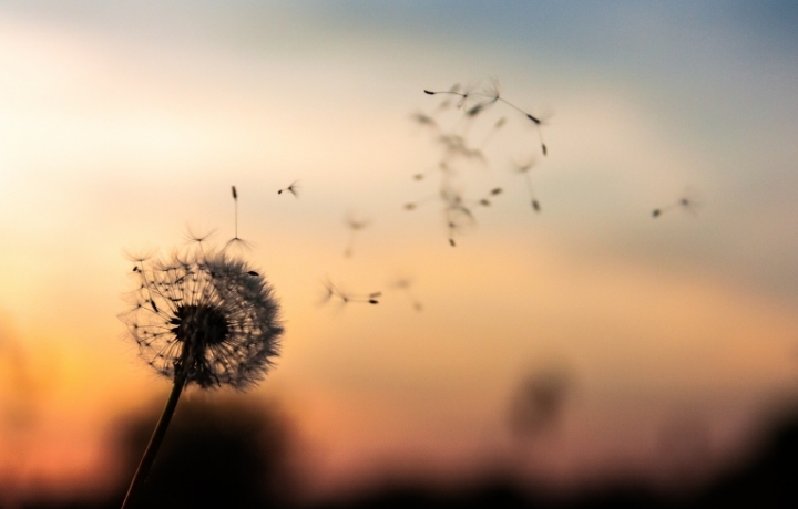 Die Silhouette einer Pusteblume, die ihre Samen im Wind verliert. Im Hintergrund ist der Sonnenuntergang.
