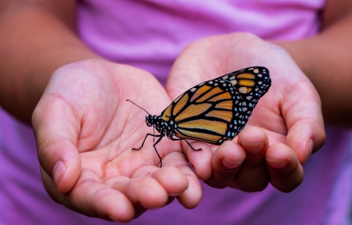 Ein Schmetterling sitzt in zwei Händen. Ein lila Shirt ist im Hintergrund.
