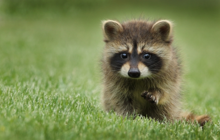 Ein noch sehr junger Waschbär läuft vorsichtig über das Gras.